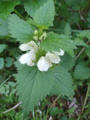photo of White Dead Nettle