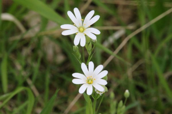 photo of Greater Stitchwort