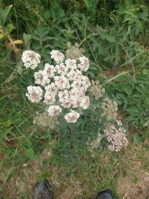 photo of Hogweed