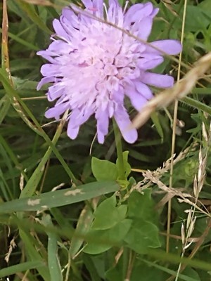 photo of Field Scabious