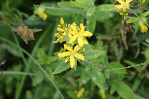 photo of Hairy St John's Wort