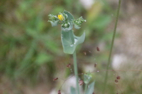 photo of Yellow Wort