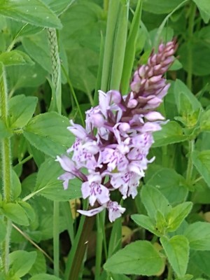 photo of Common Spotted Orchid