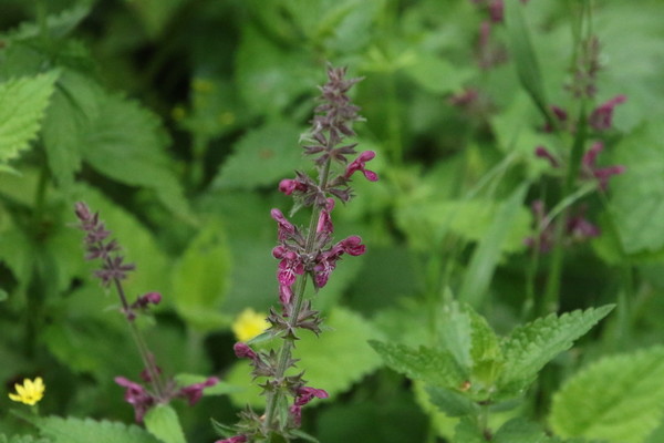 photo of Hedge Woundwort