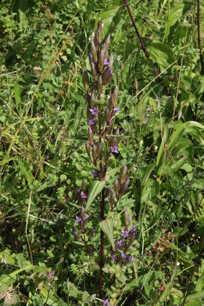 photo of Autumn Gentian