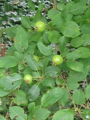 photo of Crab Apple