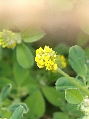 photo of Black Medick