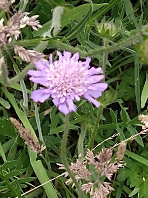 photo of Field Scabious