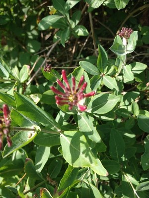 photo of Honeysuckle