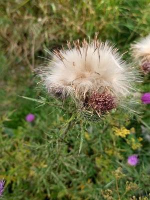 photo of Spear Thistle