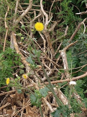photo of Smooth Sow Thistle