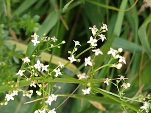 photo of Hedge Bedstraw