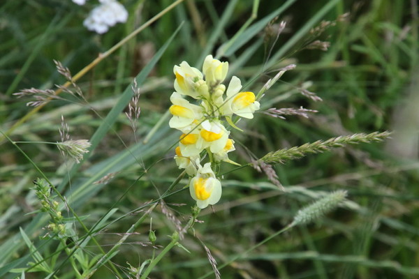 photo of Common Toadflax