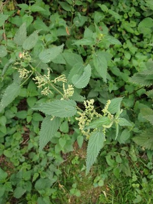 photo of Common Nettle