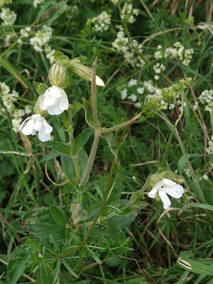 photo of White Campion