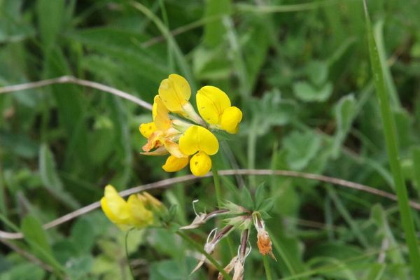 photo of Bird's Foot Trefoil