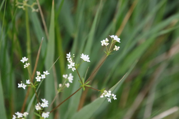 photo of Fen Bedstraw