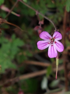 photo of Herb Robert