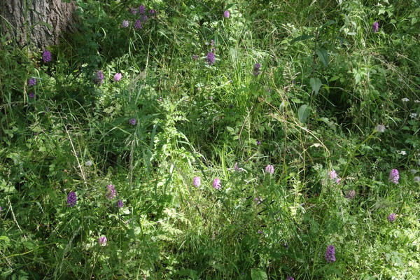photo of Pyramidal Orchid