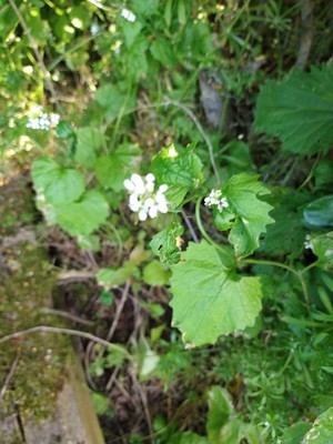 photo of Garlic Mustard
