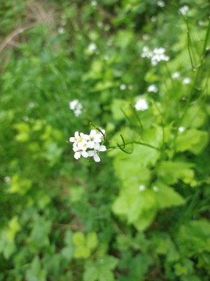 photo of Garlic Mustard