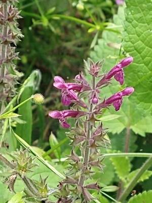 photo of Hedge Woundwort