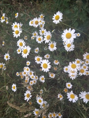 photo of Oxeye Daisy