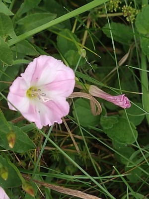 photo of Field Bindweed
