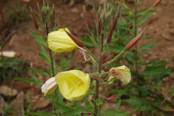 photo of Large Flowered Evening Primrose