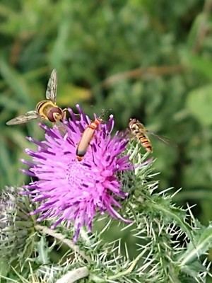 photo of Plumeless Thistle