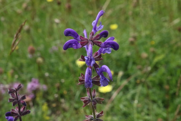 photo of Meadow Clary