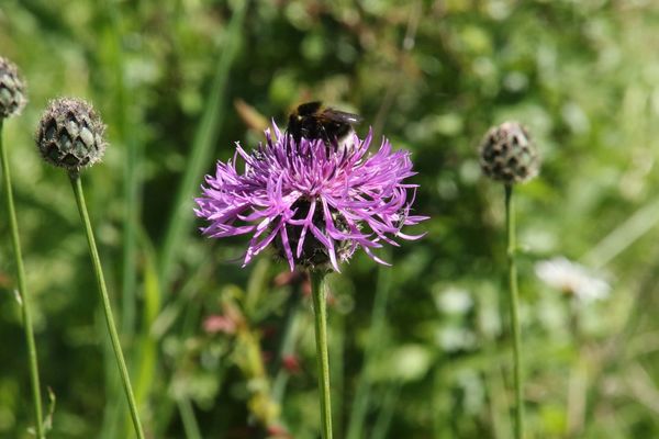 photo of Greater Knapweed