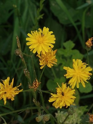 photo of Smooth Hawk's Beard