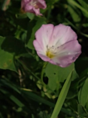 photo of Field Bindweed