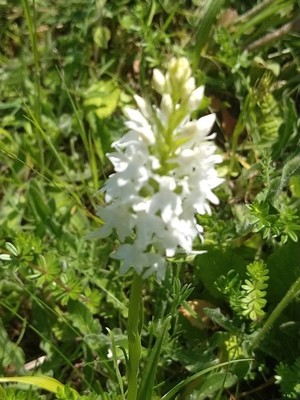 photo of Chalk Fragrant Orchid