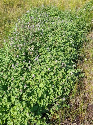 photo of Water Mint
