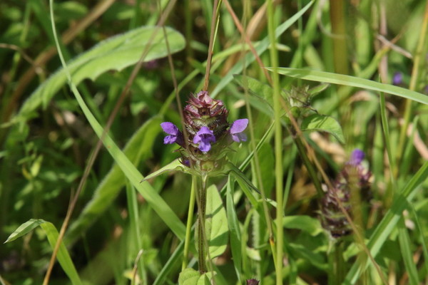 photo of Selfheal