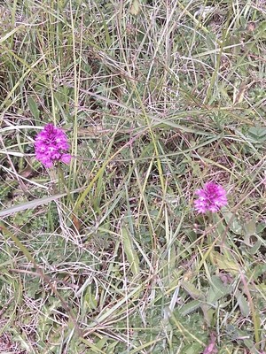 photo of Pyramidal Orchid