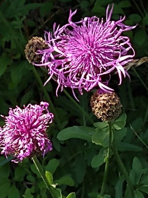 photo of Greater Knapweed