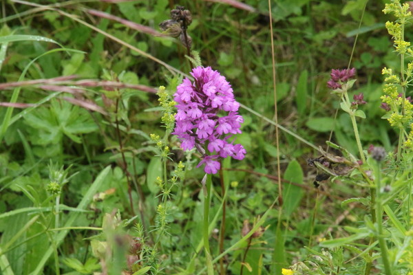 photo of Pyramidal Orchid