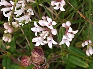 photo of Sqinancywort