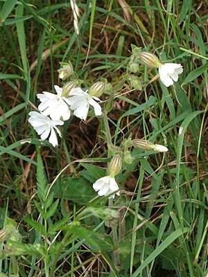 photo of White Campion