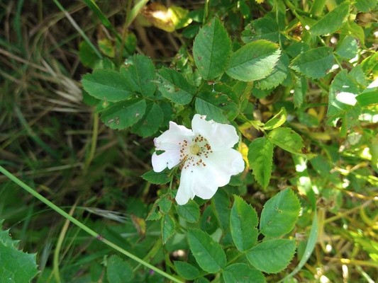 photo of Common Dog Rose