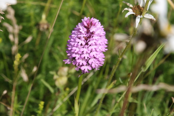 photo of Pyramidal Orchid
