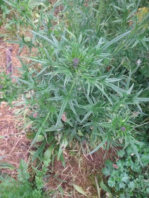 photo of Spear Thistle