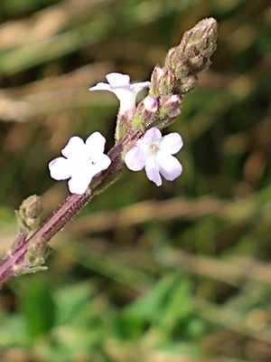 photo of Vervain