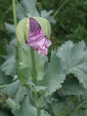 photo of Opium Poppy