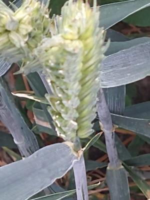 photo of Bread Wheat