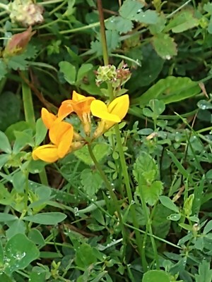 photo of Bird's Foot Trefoil