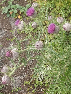 photo of Woolly Thistle